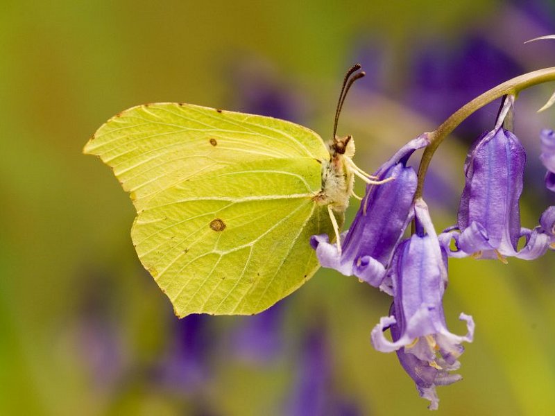 Wildlife Courses and Walks in April 2016